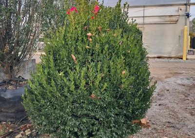 Boxwoods For Sale Nashville, TN Buxus Sempervirens For Sale 6