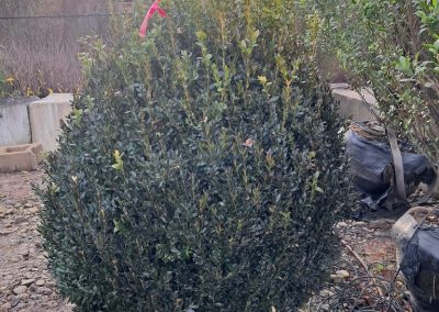 Boxwoods For Sale Nashville, TN Buxus Sempervirens For Sale 7