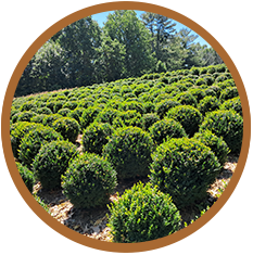 Boxwoods For Sale Atlanta GA Boxwoods