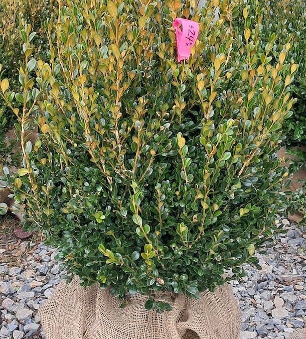 Boxwood for sale Greenville, SC | Get them all