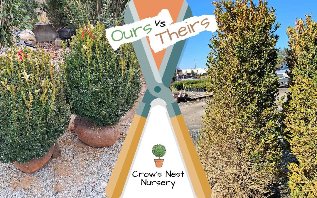 Boxwoods for sale Highlands NC | get the right boxwood