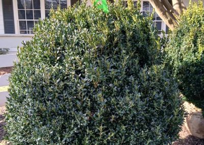 Boxwoods For Sale Nashville TN (1)
