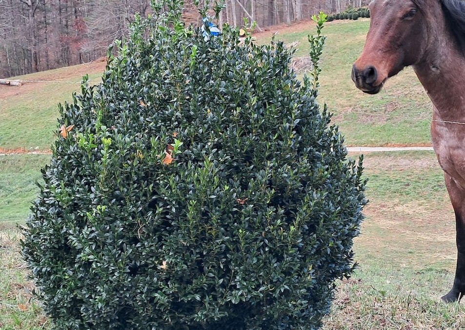 Boxwoods for sale Virginia | Boxwoods are fun