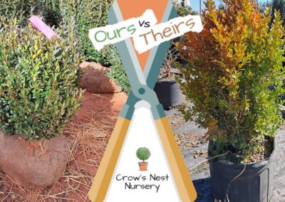 Crows Nest Nursery Ours Vs Theirs 61