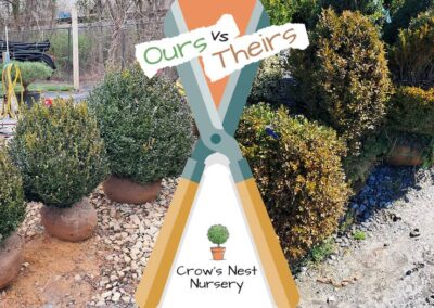 Crows Nest Nursery Ours Vs Theirs 62