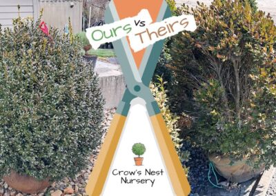 Crows Nest Nursery Ours Vs Theirs 63