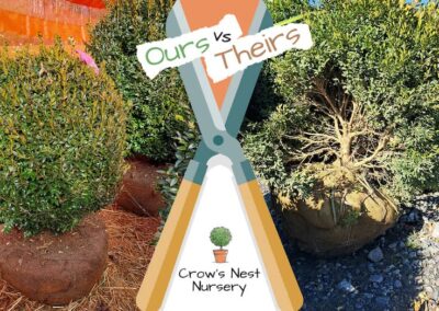Crows Nest Nursery Ours Vs Theirs 64