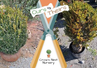 Crows Nest Nursery Ours Vs Theirs 65