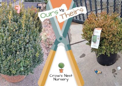 Crows Nest Nursery Ours Vs Theirs 66