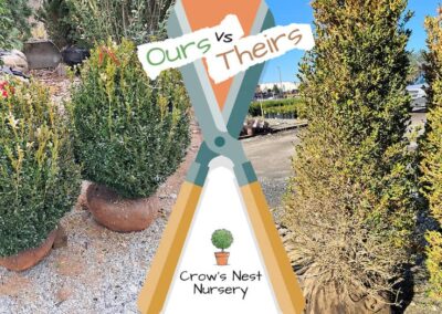 Crows Nest Nursery Ours Vs Theirs 67