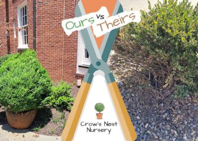 Crows Nest Nursery Ours Vs Theirs 68