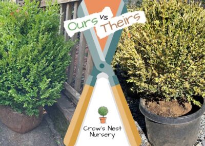 Crows Nest Nursery Ours Vs Theirs 69