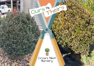 Crows Nest Nursery Ours Vs Theirs 70