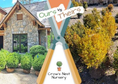 Crows Nest Nursery Ours Vs Theirs 71