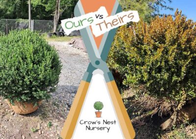 Crows Nest Nursery Ours Vs Theirs 72