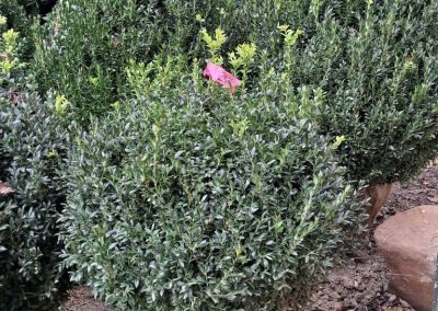 Big Boxwoods For Sale Greenville SC | Buxus Sempervirens 1