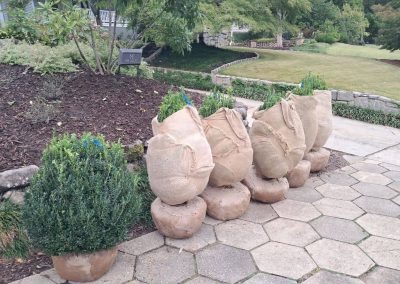 Big Boxwoods-For Sale Greenville SC | Buxus Sempervirens 2