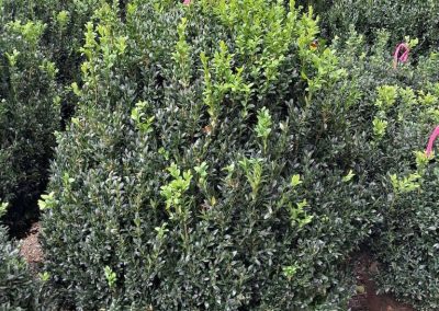 Big Boxwoods For Sale Greenville SC | Buxus Sempervirens 3