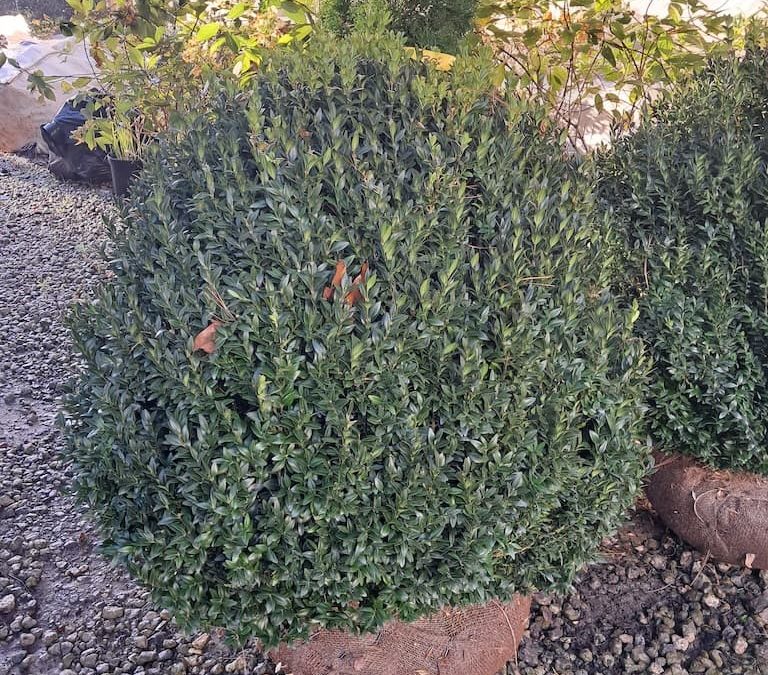 Big Boxwoods for Sale Lexington Kentucky | American Boxwood Number 5