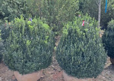 Big Boxwoods For Sale Lexington KY American Boxwoods 4