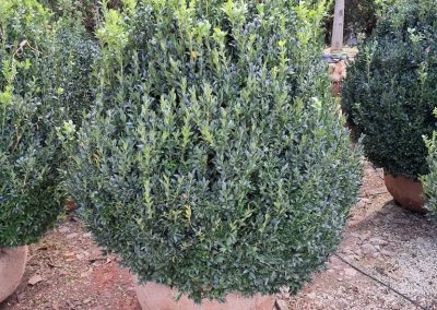 Big Boxwoods For Sale Lexington KY American Boxwoods 5