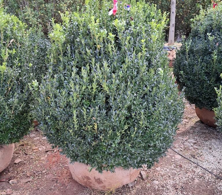 Big Boxwoods for Sale Lexington Kentucky | American Boxwood 3x Bigger