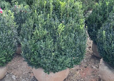 Big Boxwoods For Sale Lexington KY American Boxwoods 6