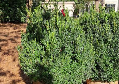 Big Boxwoods For Sale Lexington KY American Boxwoods 8