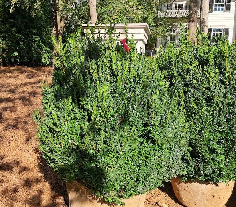 Big Boxwoods for Sale Lexington Kentucky | American Boxwoods Too Big?