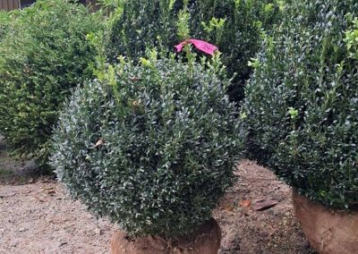 Big Boxwoods For Sale Greenville Sc | Buxus Sempervirens 4