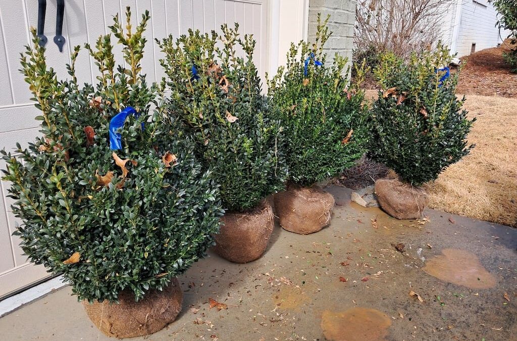 Boxwoods For Sale Birmingham Al | it’s going to look amazing and awesome