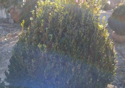 Boxwoods For Sale Charleston SC 1