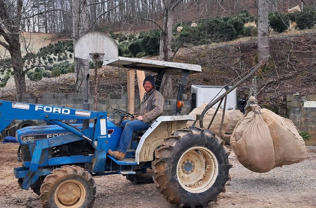 boxwoods for sale Charleston SC | start getting your boxwood here