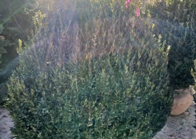 Boxwoods For Sale Charleston SC 2