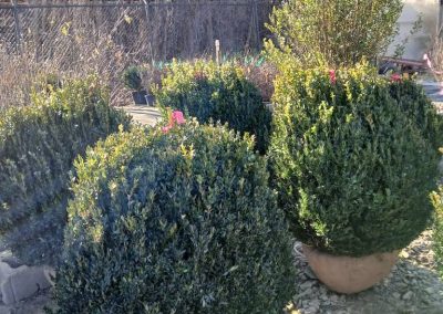 Boxwoods For Sale Charleston SC 4