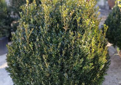 Boxwoods For Sale Charleston SC 6
