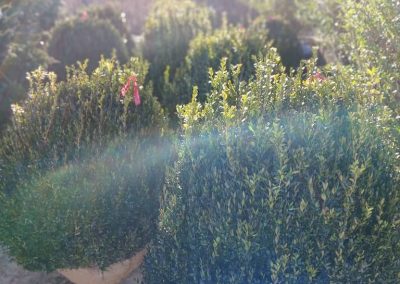 Boxwoods For Sale Charleston SC 7