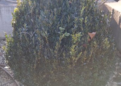 Boxwoods For Sale Charleston SC 8 (1)