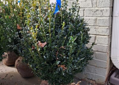 Boxwoods For Sale Atlanta Ga 18 American Boxwood For Sale Nashville TN (1)