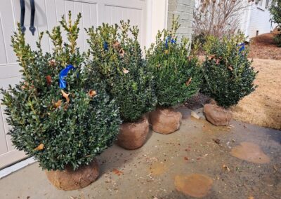 Boxwoods For Sale Atlanta Ga 18 American Boxwood For Sale Nashville TN (2)