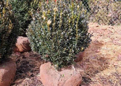 Boxwoods For Sale Atlanta Ga 18 American Boxwood For Sale Nashville TN