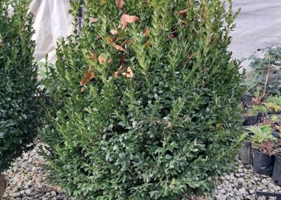 Boxwoods For Sale Atlanta Ga 30 20241125 090441
