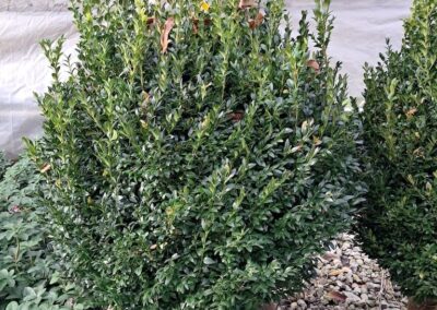 Boxwoods For Sale Atlanta Ga 30 20241125 090445