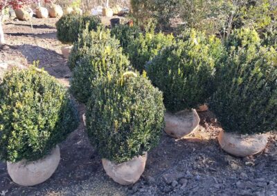 Boxwoods For Sale Atlanta Ga 30 20241206 103511