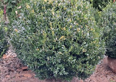 Boxwoods For Sale Atlanta Ga 36 20241114 113944