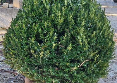 Boxwoods For Sale Atlanta Ga 36 20241206 093122 (1)