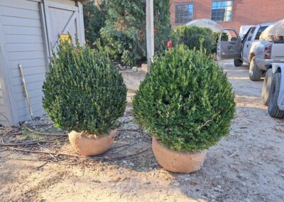 Boxwoods For Sale Atlanta Ga 36 20241206 093122