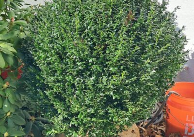Boxwoods For Sale Atlanta Ga 36 20241212 130617