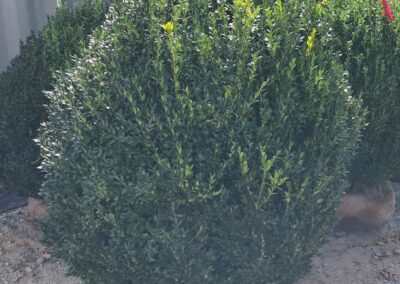 Boxwoods For Sale Atlanta Ga 48 American Boxwood
