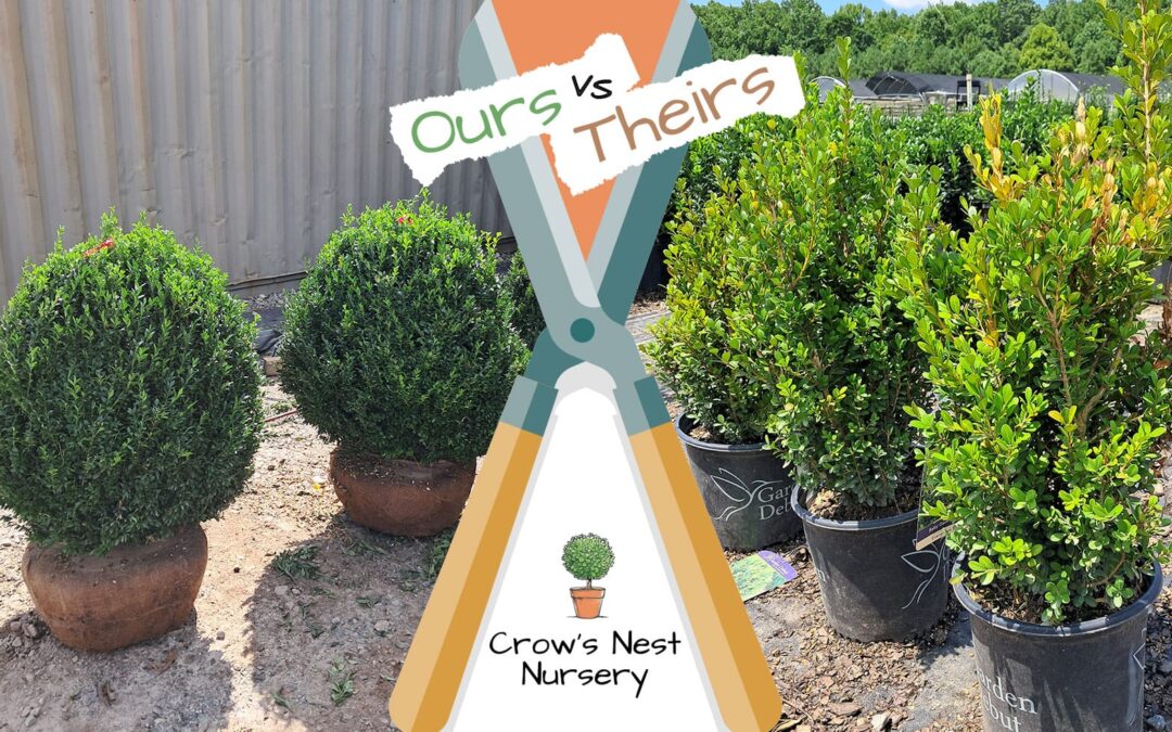 Boxwoods for sale Atlanta Ga | making your trees look great